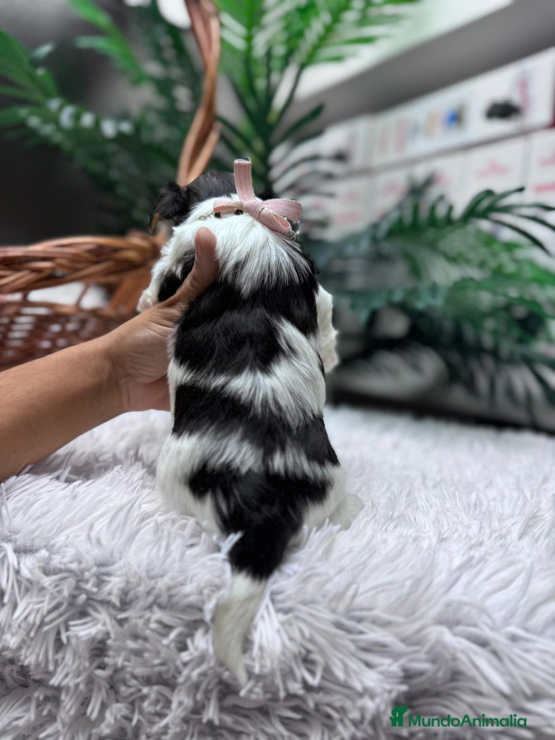 Yorkshire Terrier perros en venta: YORKSHIRE BIEWER HEMBRA - Anuncio 8