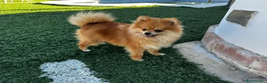 Pomerania Cachorro 1