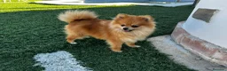 Pomerania perros en venta: Pomerania  - Anuncio 3