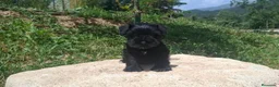 Schnauzer Miniatura perros en venta: SCHNAUZER MINIATURA MACHO - Anuncio 2