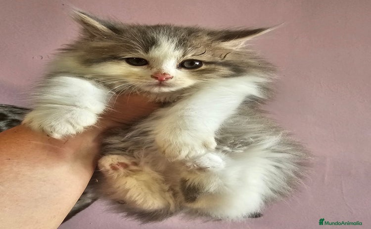 Kurilean Bobtail de Pelo Largo gatos - Anuncio 1