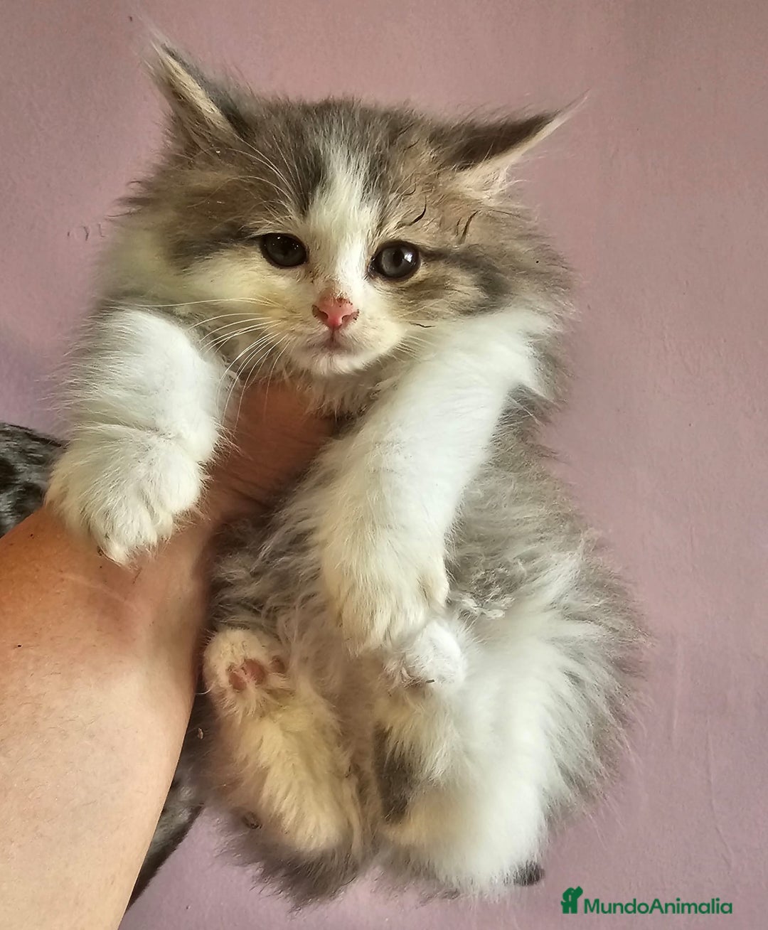 Kurilean Bobtail de Pelo Largo gatos en venta: Kurilian macho - Imagen 1