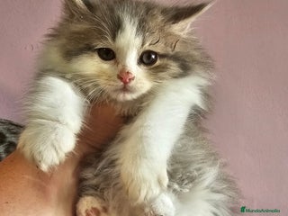Kurilean Bobtail de Pelo Largo gatos - Anuncio 41