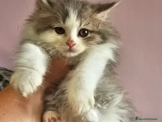 Kurilean Bobtail de Pelo Largo gatos Kurilian macho - Anuncio 2