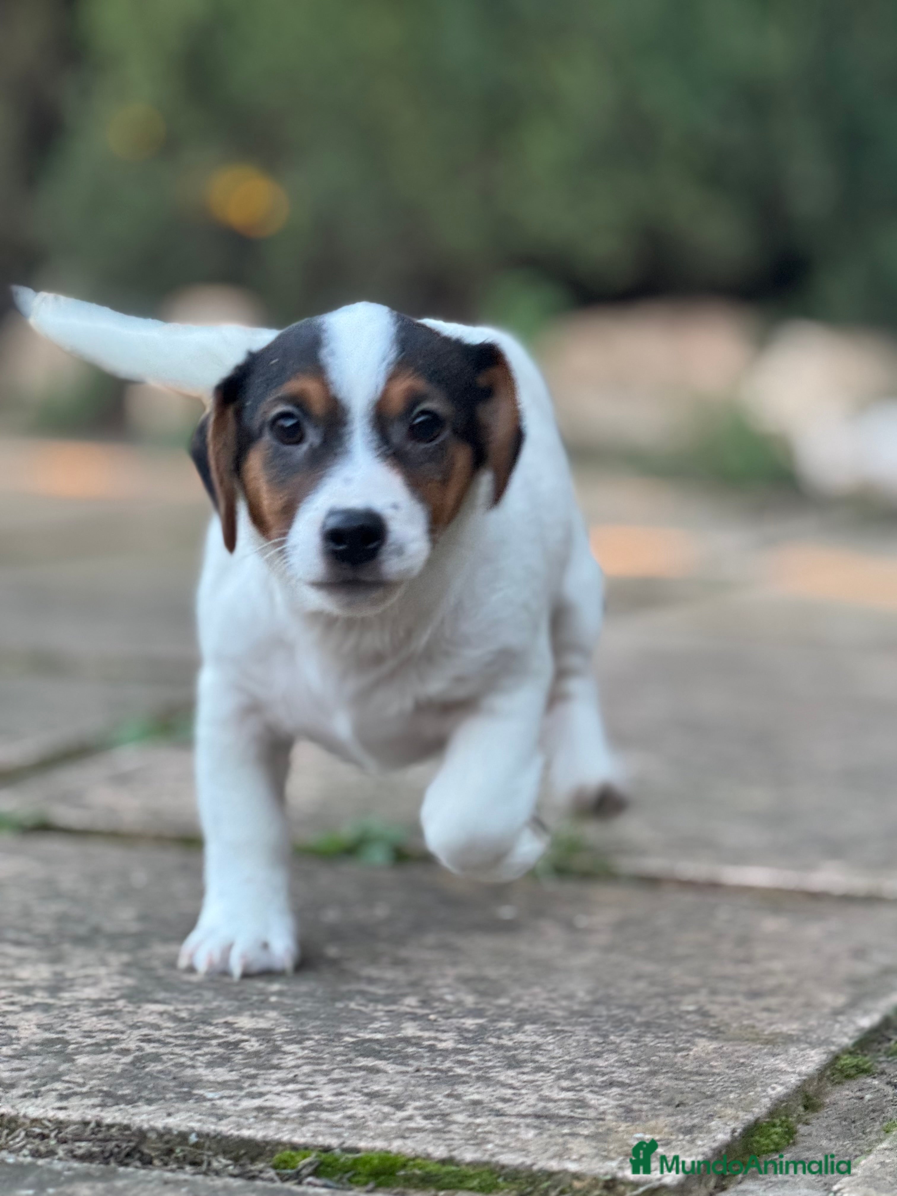 Jack Russell Terrier perros JACK RUSSELL JACK RUSSELL JACK RUSSELL JACK RUSSEL - Anuncio 1