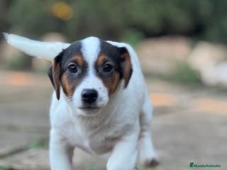 Jack Russell Terrier perros JACK RUSSELL JACK RUSSELL JACK RUSSELL JACK RUSSEL - Anuncio 24