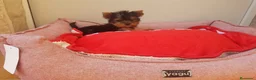 Yorkshire Terrier perros en venta: Yorkshire Terrier - Anuncio 3