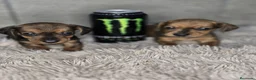 Teckel Miniatura perros en venta: Teckel macho mini hoja seca - Anuncio 4