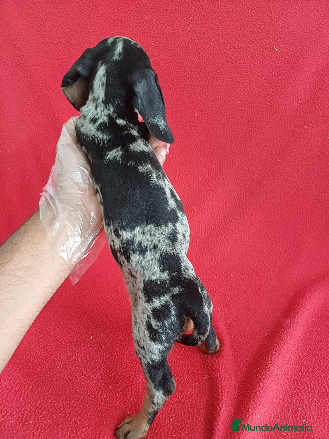 Teckel perros en venta: Teckel Miniatura Arlequin  - Imagen 3