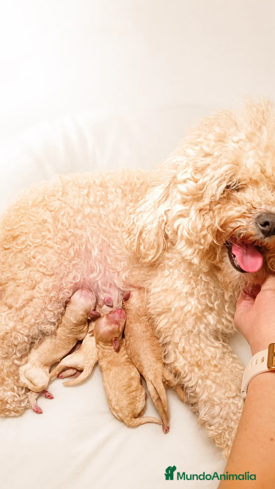 Maltipoo perros en venta: ULTIMO MALTIPOO TOY DISPONIBLE - Anuncio 2