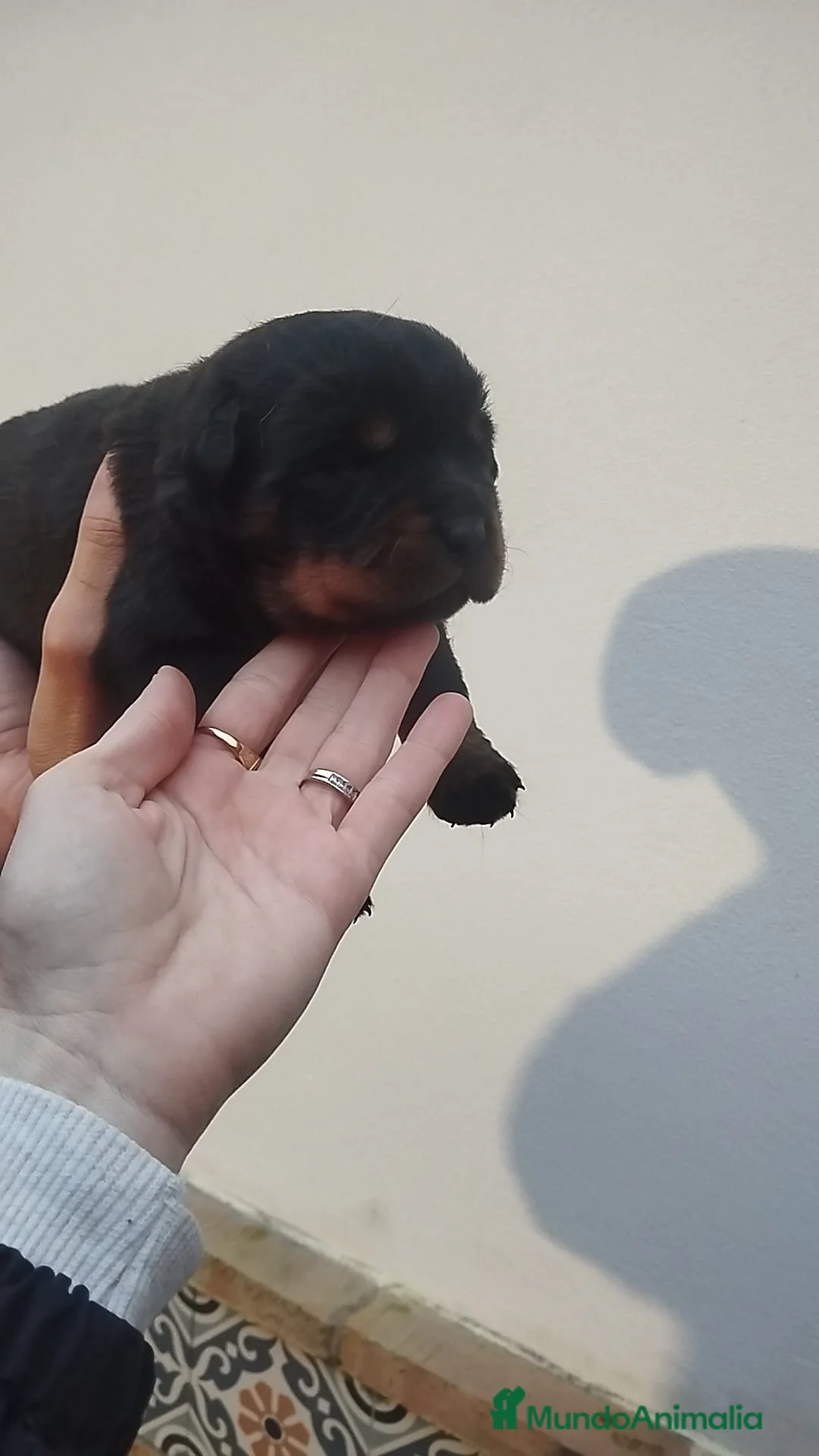 Rottweiler perros en venta: Rottweiler  - Anuncio 1