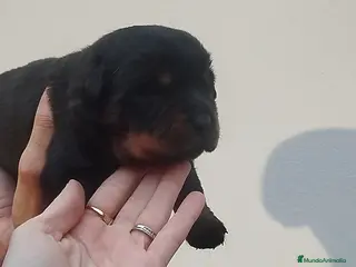 Rottweiler perros Rottweiler - Anuncio 5