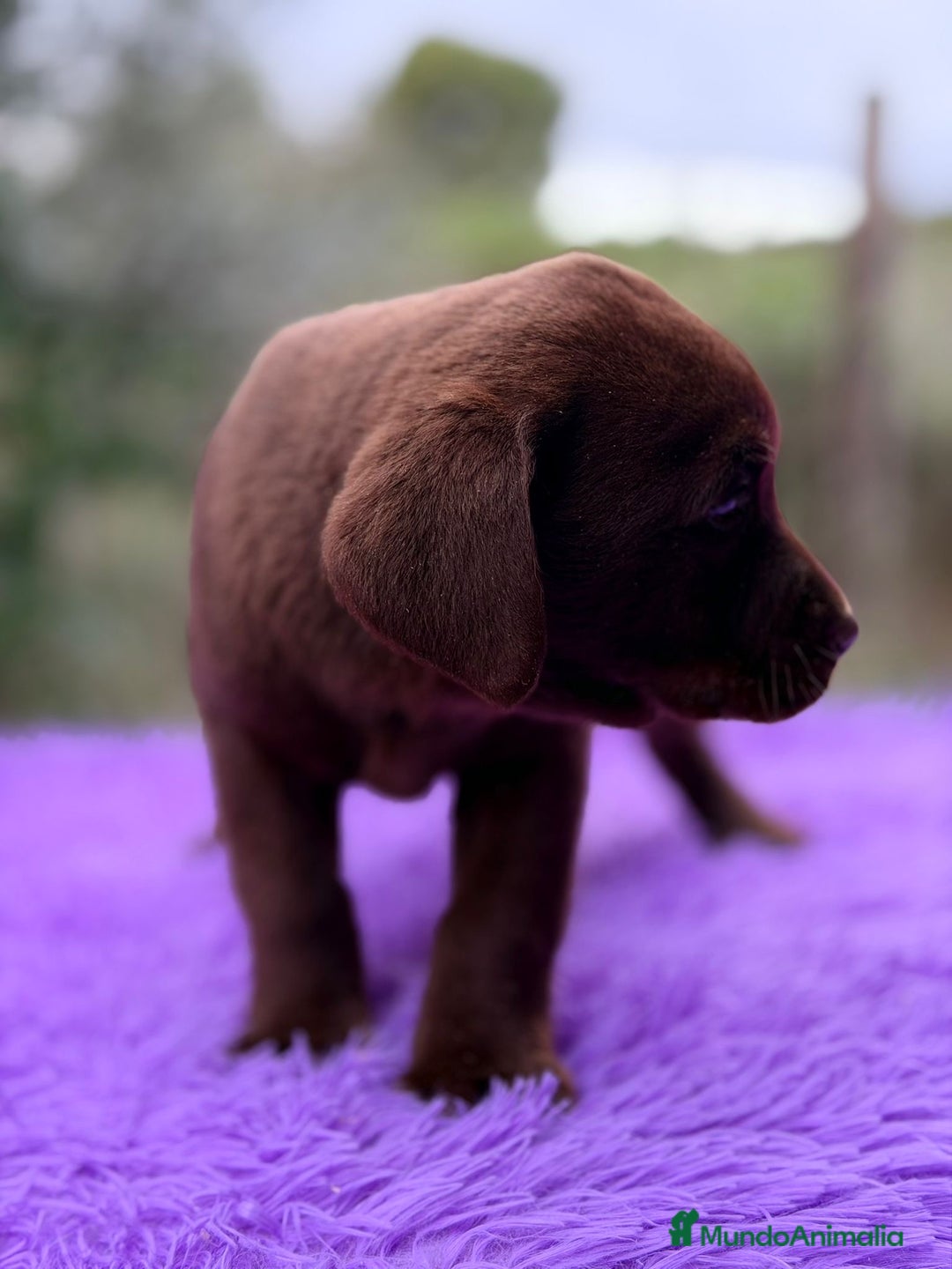 Labrador Retriever perros en venta: LABRADOR CHOCOLATE DISPONIBLES - Anuncio 6