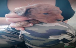 Caniche Toy perros en venta: Caniche toy rojo - Anuncio 10