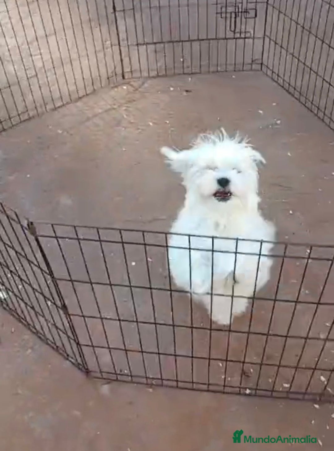 Bichón Maltés perros en venta: Bichon maltés 6 meses  - Anuncio 10