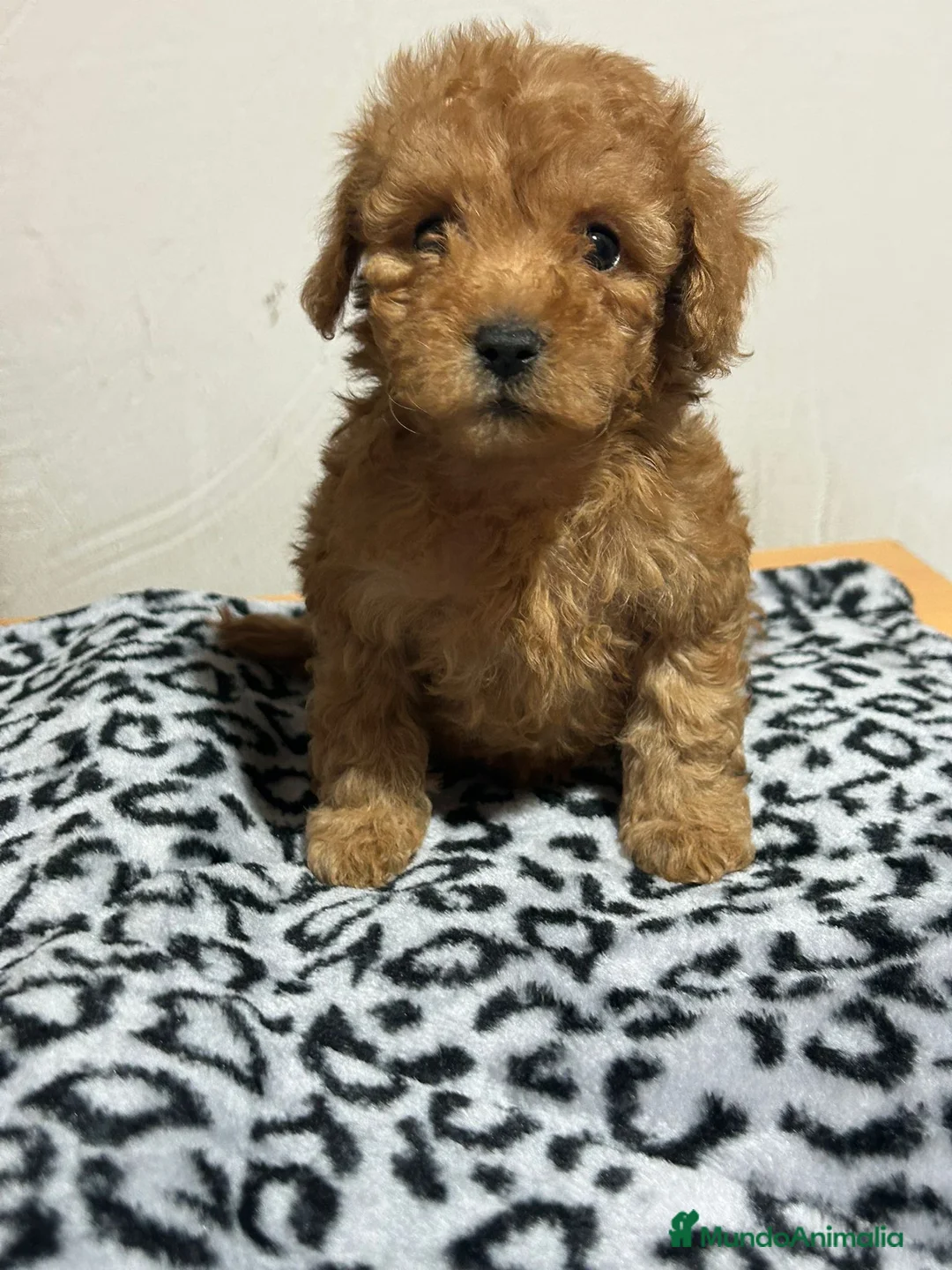 Caniche Toy perros en venta: Caniche toy - Anuncio 2