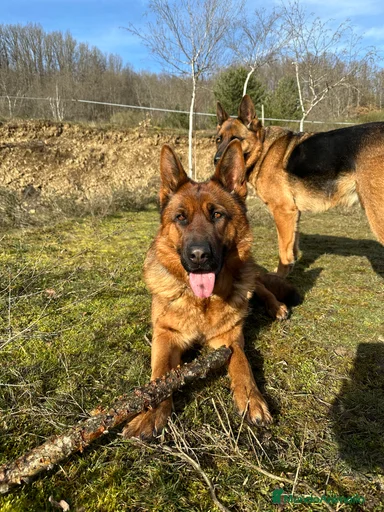 Imagen de galería {{count}}