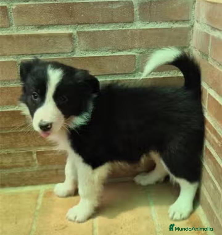 Border Collie perros Border collie negro y blanco - Anuncio 1