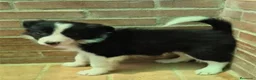 Border Collie perros en venta: Border collie negro y blanco - Anuncio 1