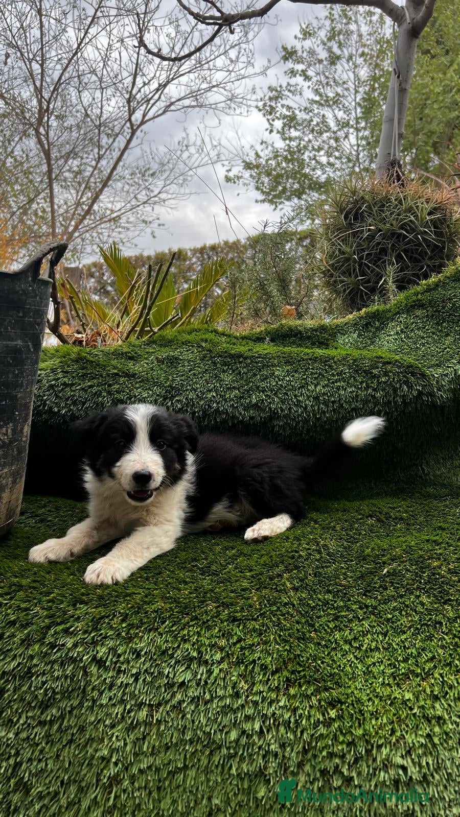 Border Collie perros Border collies de calidad  - Anuncio 1