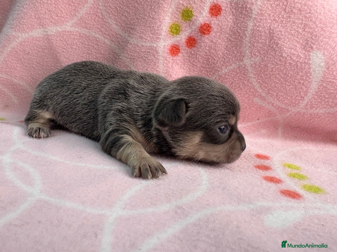 Chihuahua perros en venta: Chihuahuas hembras - Imagen 4