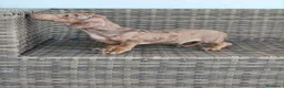 Teckel Miniatura perros en venta: Teckel Mini macho Merle chocolate  - Anuncio 11