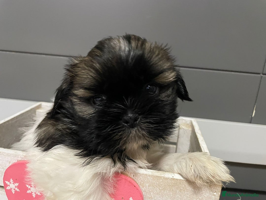 Shih Tzu perros en venta: Shitz tzu - Imagen 8
