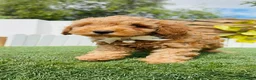 Caniche Toy perros en venta: CANICHE  - Anuncio 18