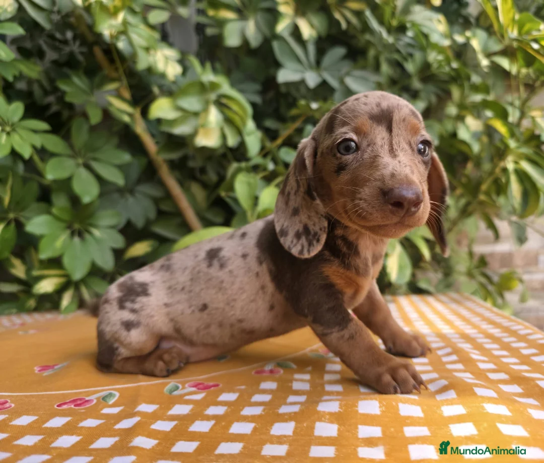 Teckel Miniatura perros en venta: TECKEL MINIATURA ARLEQUIN - Anuncio 2