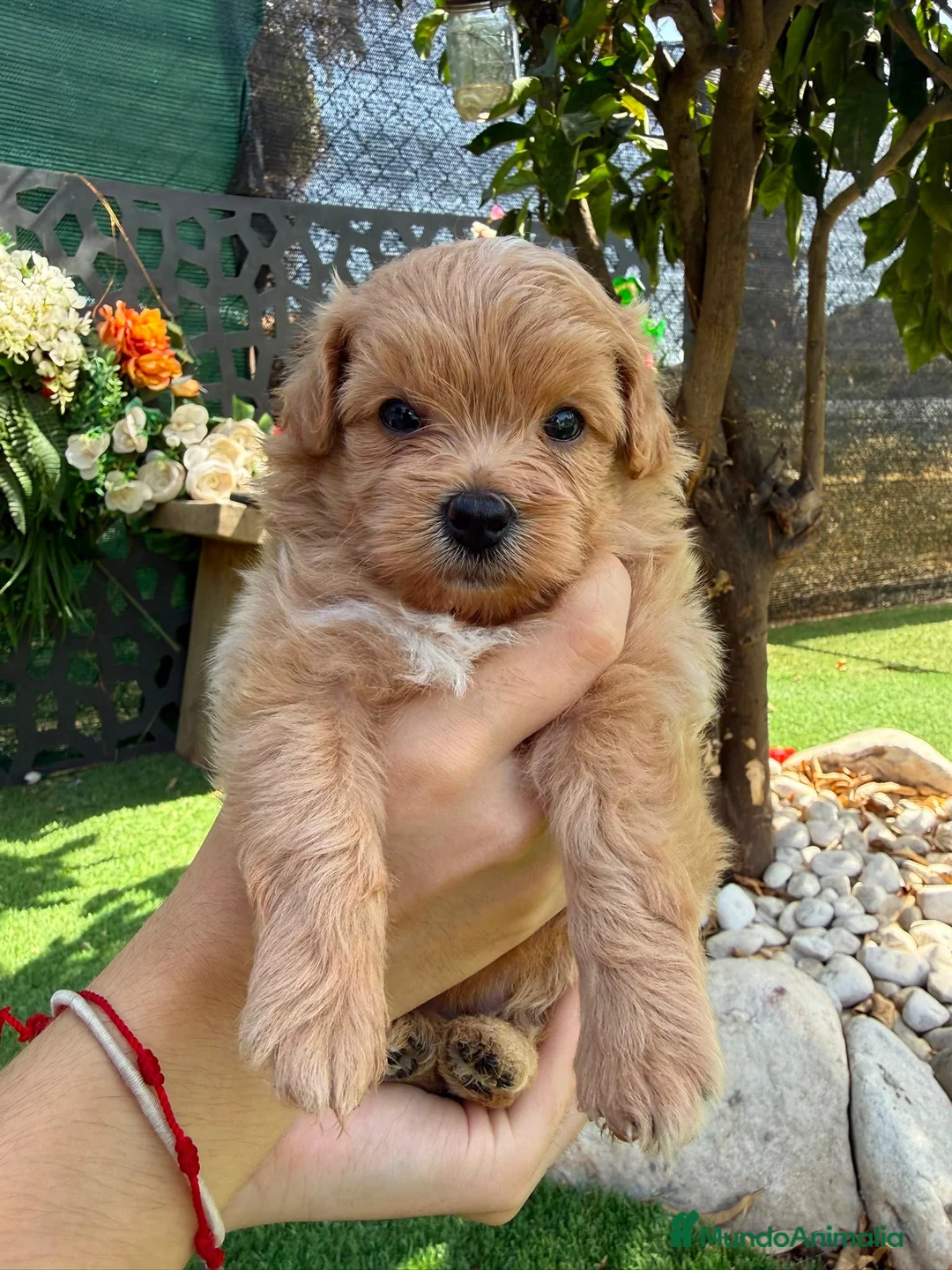 Maltipoo perros en venta: Maltipoo TOY máxima calidad  - Anuncio 2