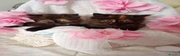 Persa gatos en venta: Gatitos persa himalayo  - Anuncio 7