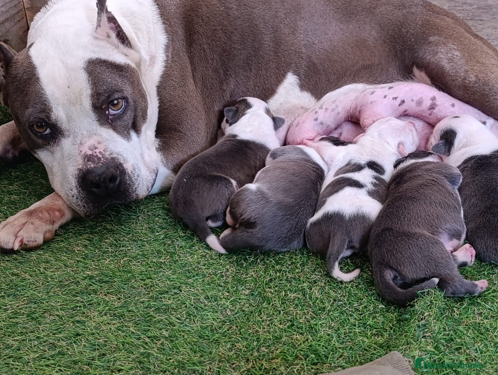 American Staffordshire-Terrier perros en venta: PEDIGREE AMERICAN STAFFORDSHIRE TERRIER BLUE  - Anuncio 1
