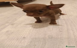 Chihuahua perros en venta: Hembra micro Toy  - Imagen 2