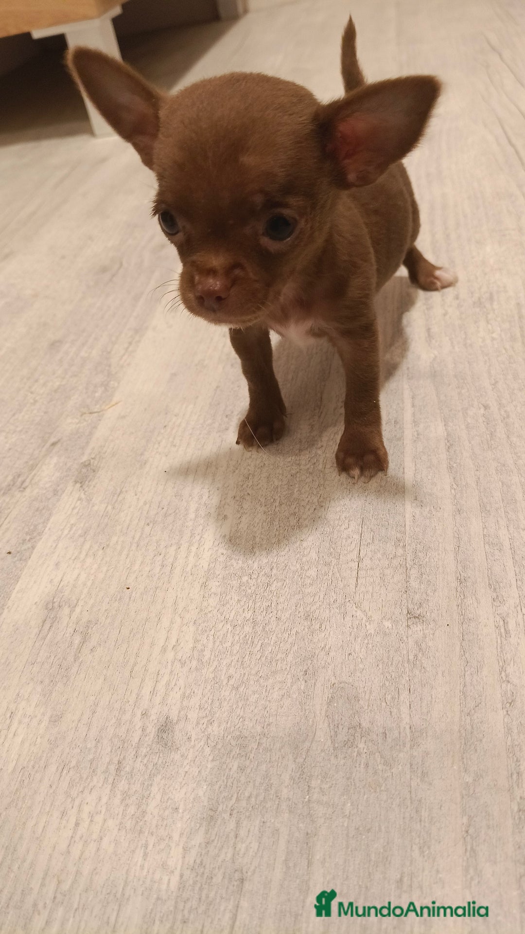 Chihuahua perros en venta: Hembra micro Toy  - Imagen 2