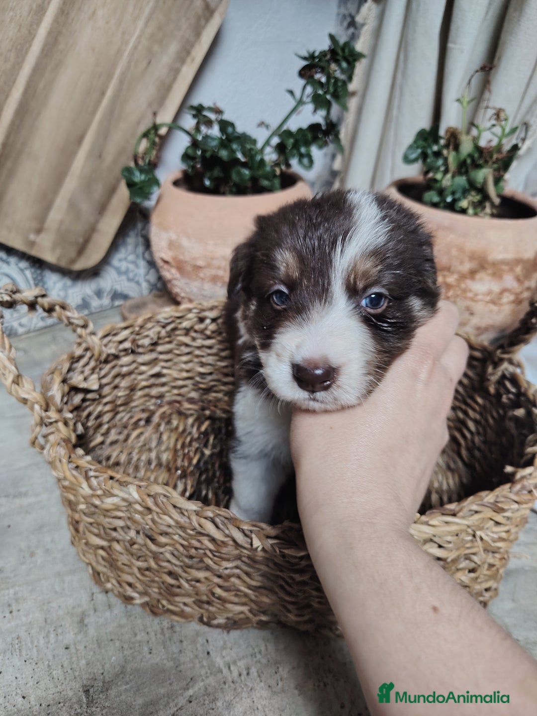 Border Collie perros en venta: Cachorros border collie chocolate y red merle - Anuncio 10