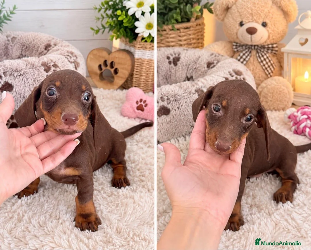 Teckel Miniatura perros en venta: Teckel mini - Anuncio 1