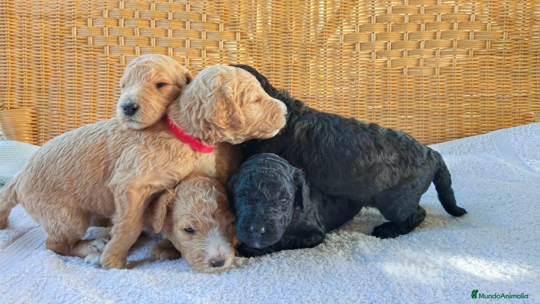 Caniche Gigante perros Caniche gigante - Anuncio 3