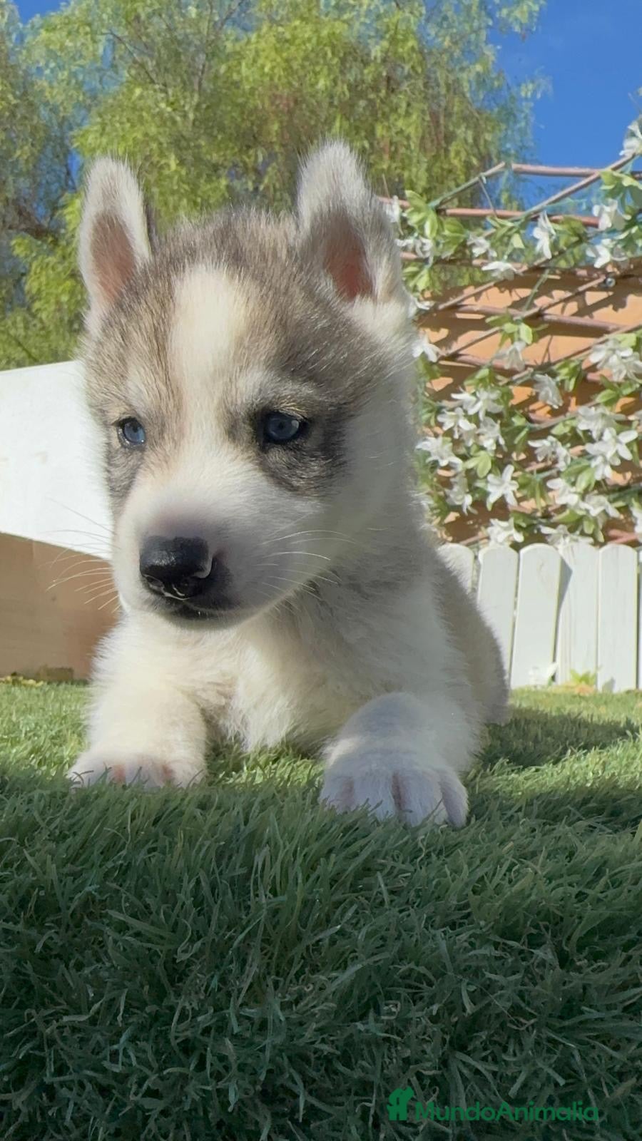 Husky Siberiano perros en venta: HUSKY SIBERIANO  - Anuncio 2
