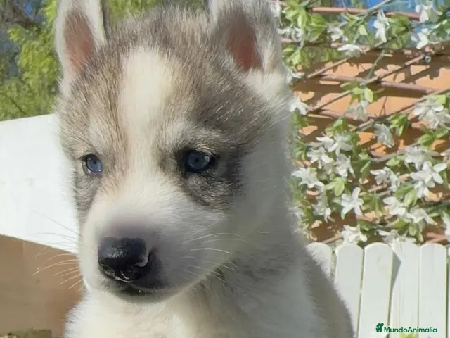 Husky Siberiano perros en venta: HUSKY SIBERIANO - Anuncio 2