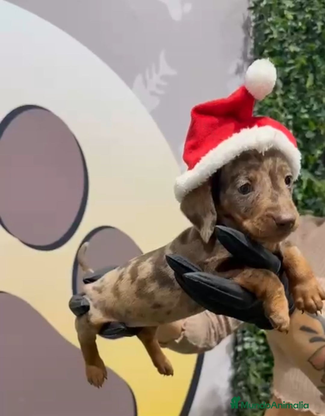 Teckel Miniatura perros en venta: ESPECTACULAR TECKEL MINI ❤ - Anuncio 2