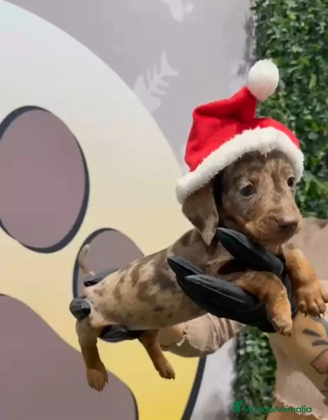 Teckel Miniatura perros en venta: ESPECTACULAR TECKEL MINI ❤ - Anuncio 2