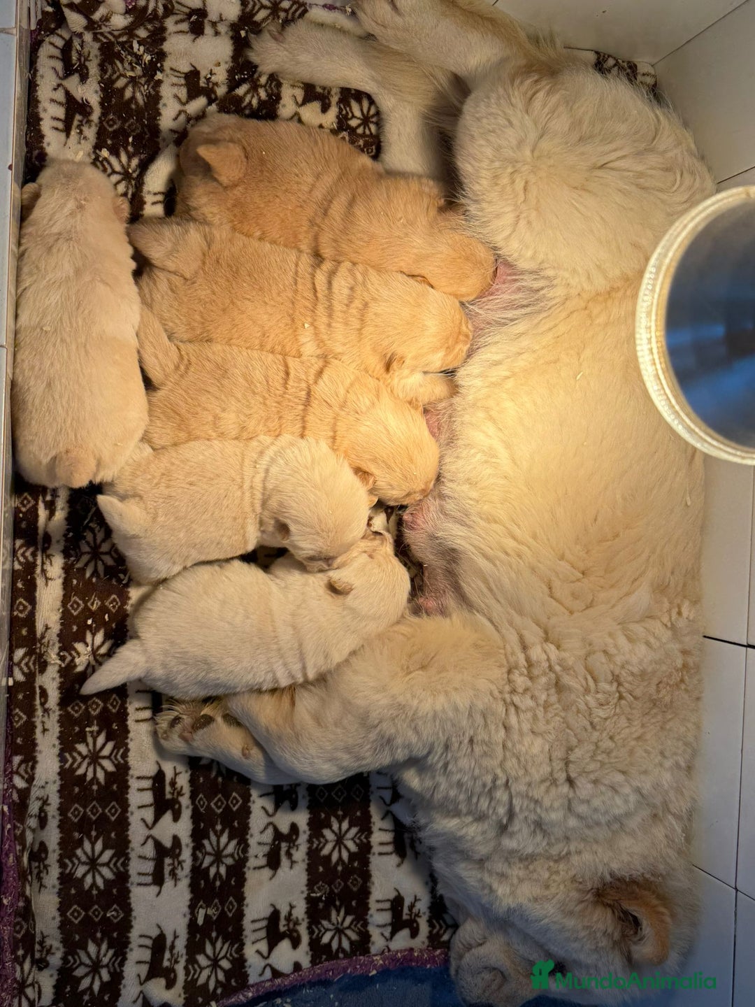 Chow Chow perros en venta: Chow chow preciosos bebes peluditos  - Anuncio 1