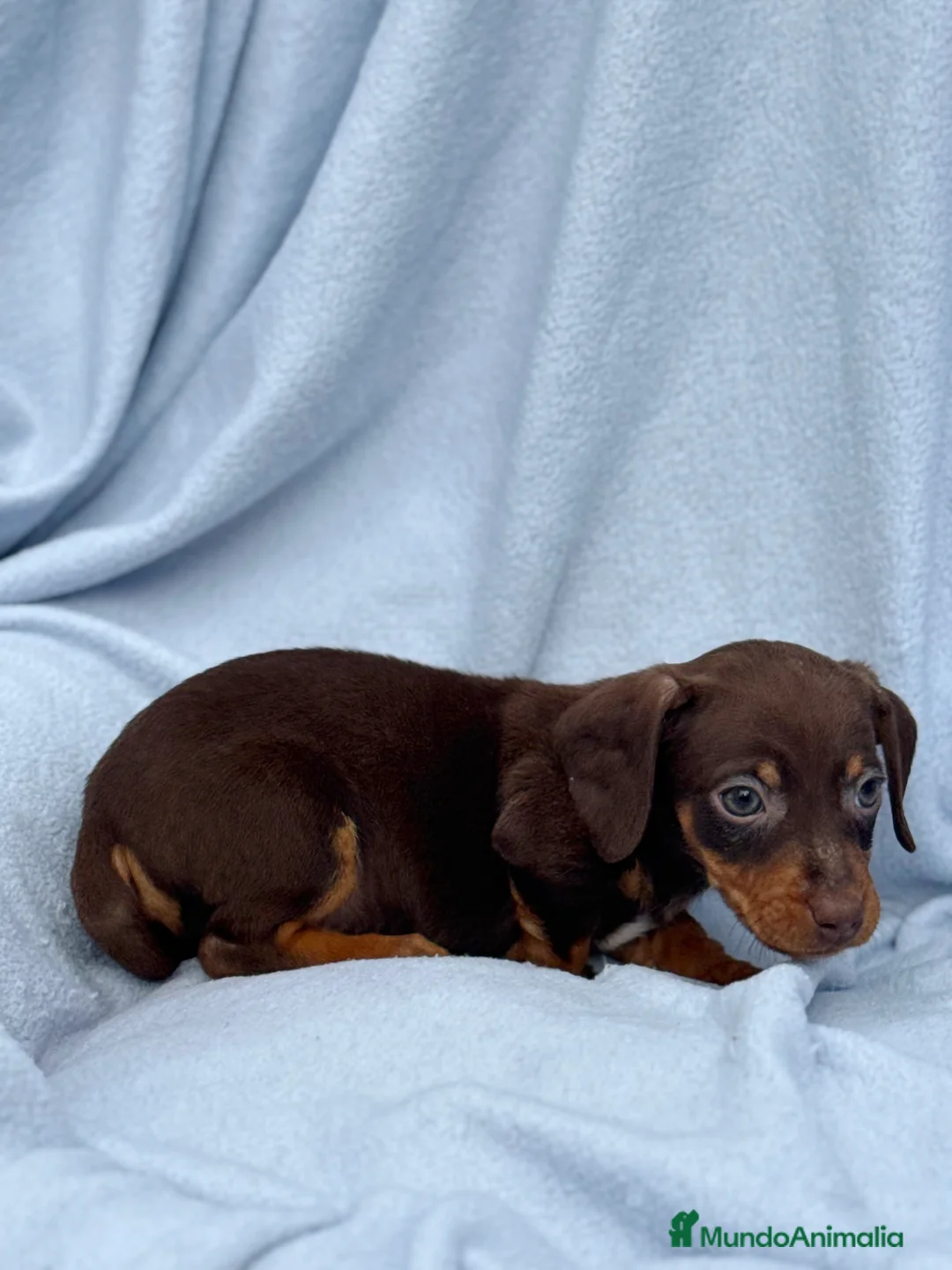 Teckel Miniatura perros en venta: Teckel mini arlequín chocolate disponible  - Anuncio 12