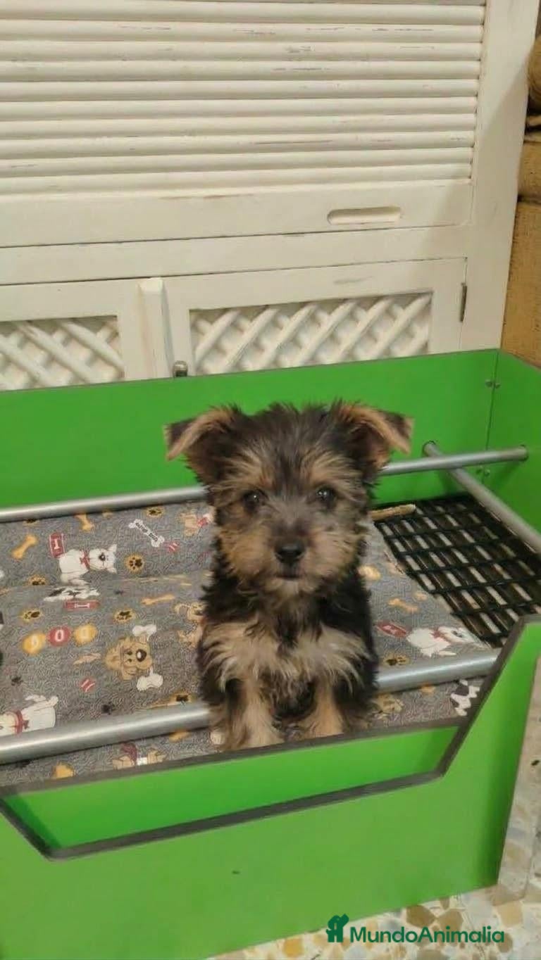 Yorkshire Terrier perros Yorkshire - Anuncio 2