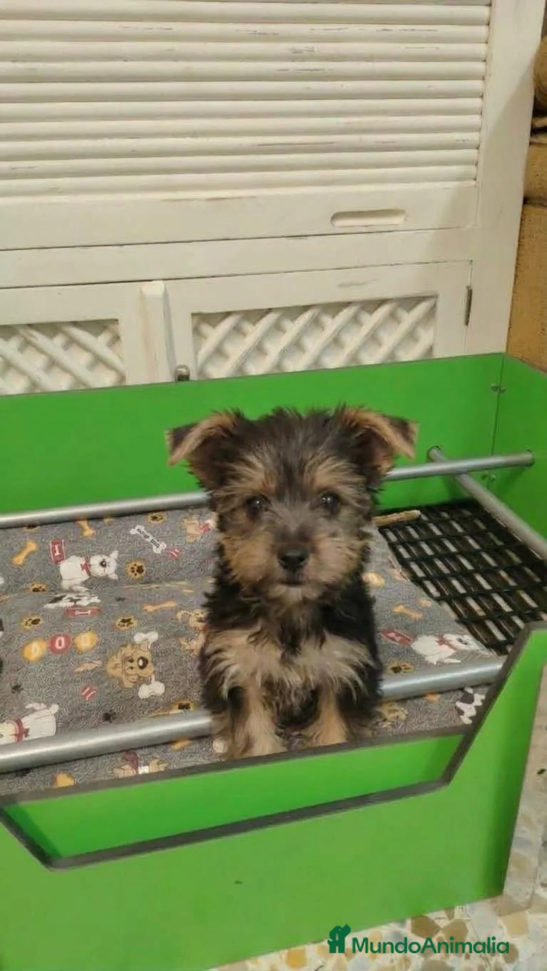 Yorkshire Terrier perros en venta: Yorkshire - Anuncio 1