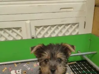 Yorkshire Terrier perros Yorkshire - Anuncio 36