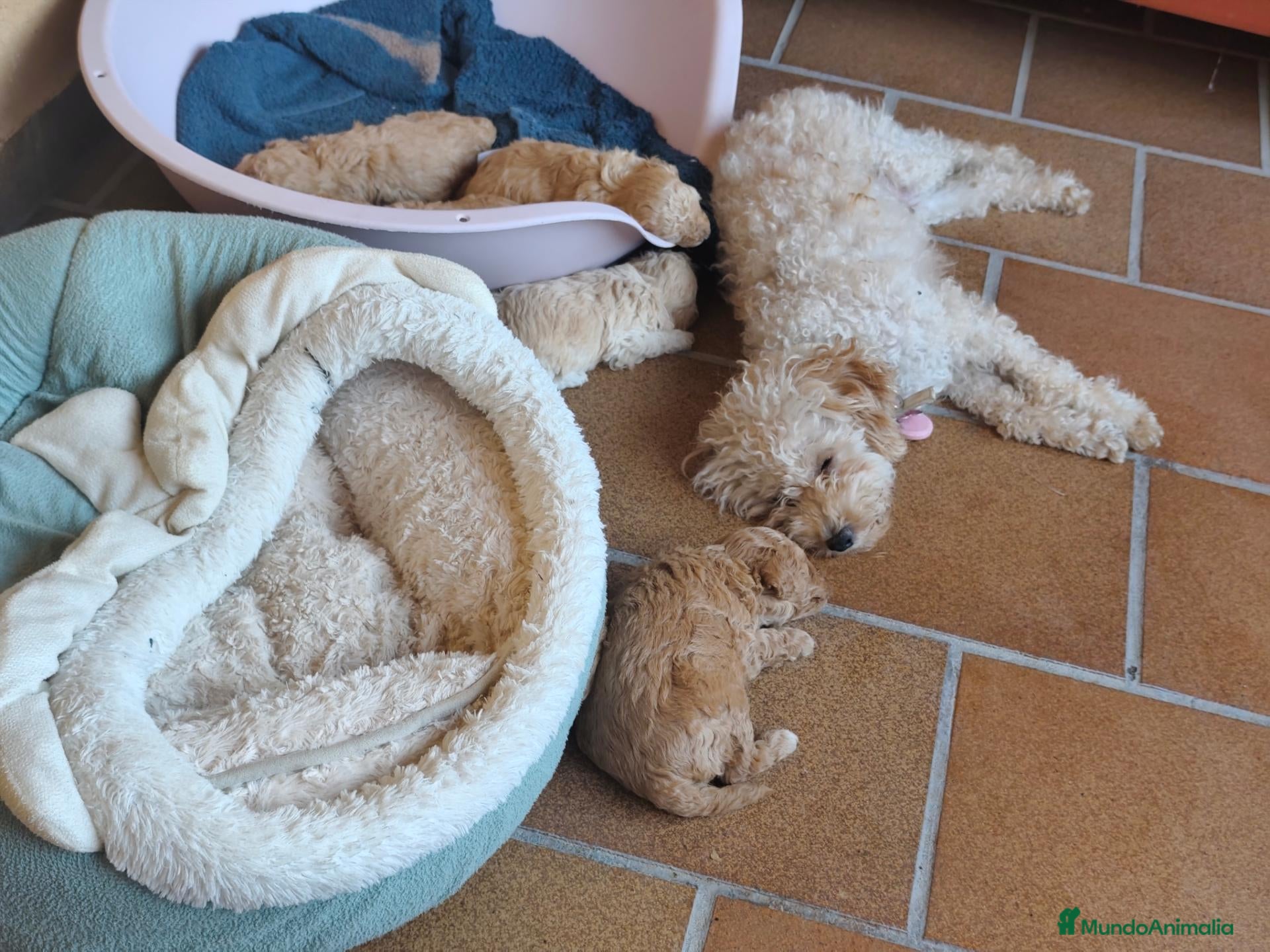 Caniche Toy perros Caniches PraoToro APRICOT 🧡 - Anuncio 1