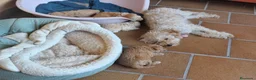 Caniche Toy perros en venta: Caniches PraoToro APRICOT 🧡 en Ávila - Anuncio 1