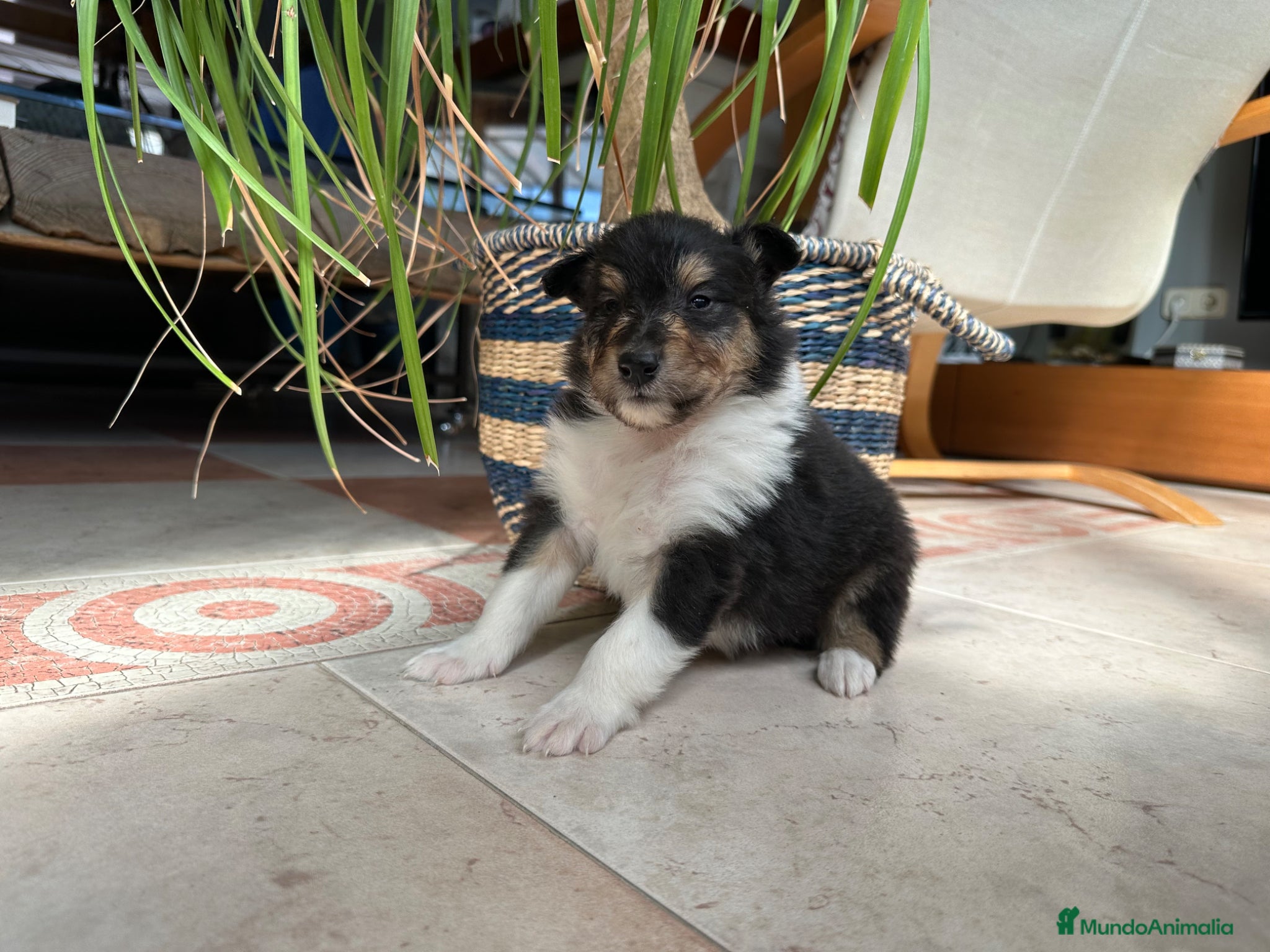 Collie de Pelo Largo perros Camada de rough collie - Anuncio 1