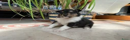 Collie de Pelo Largo perros en venta: Camada de rough collie - Anuncio 1